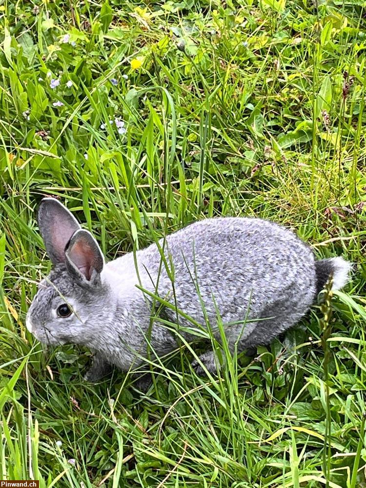 Bild 1: Zwergkaninchen m/w in Aussenhaltung zu verkaufen