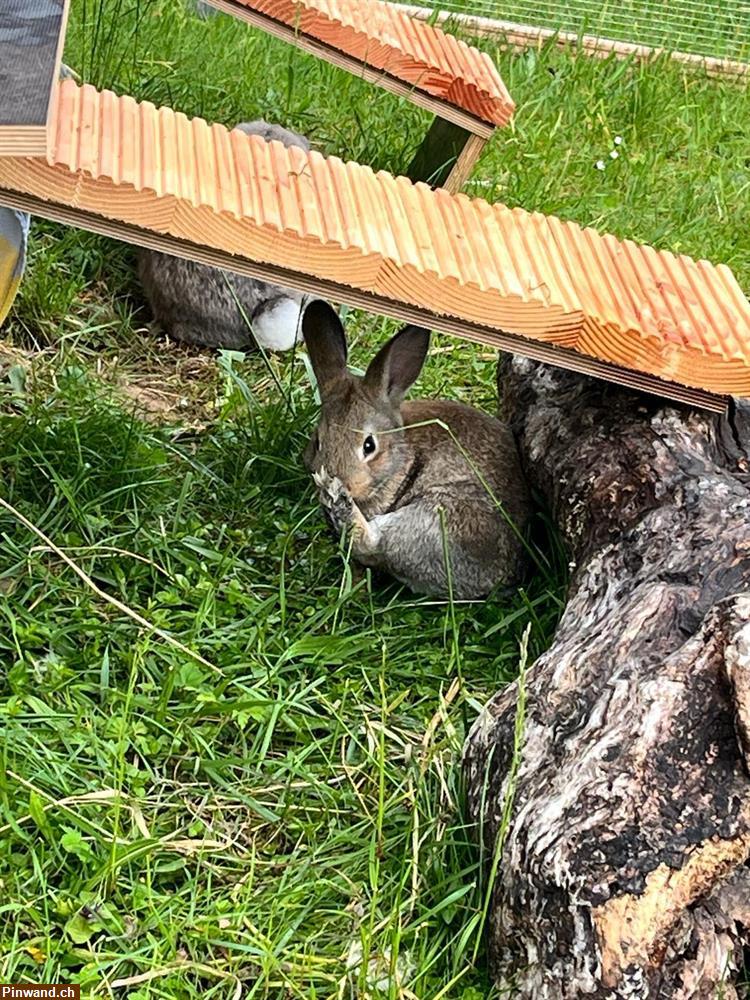 Bild 2: Zwergkaninchen m/w in Aussenhaltung zu verkaufen