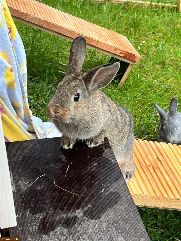 Bild 4: Zwergkaninchen m/w in Aussenhaltung zu verkaufen