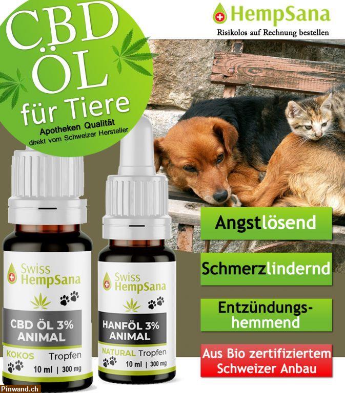 Bild 1: CBD gegen Schmerzen bei Tieren