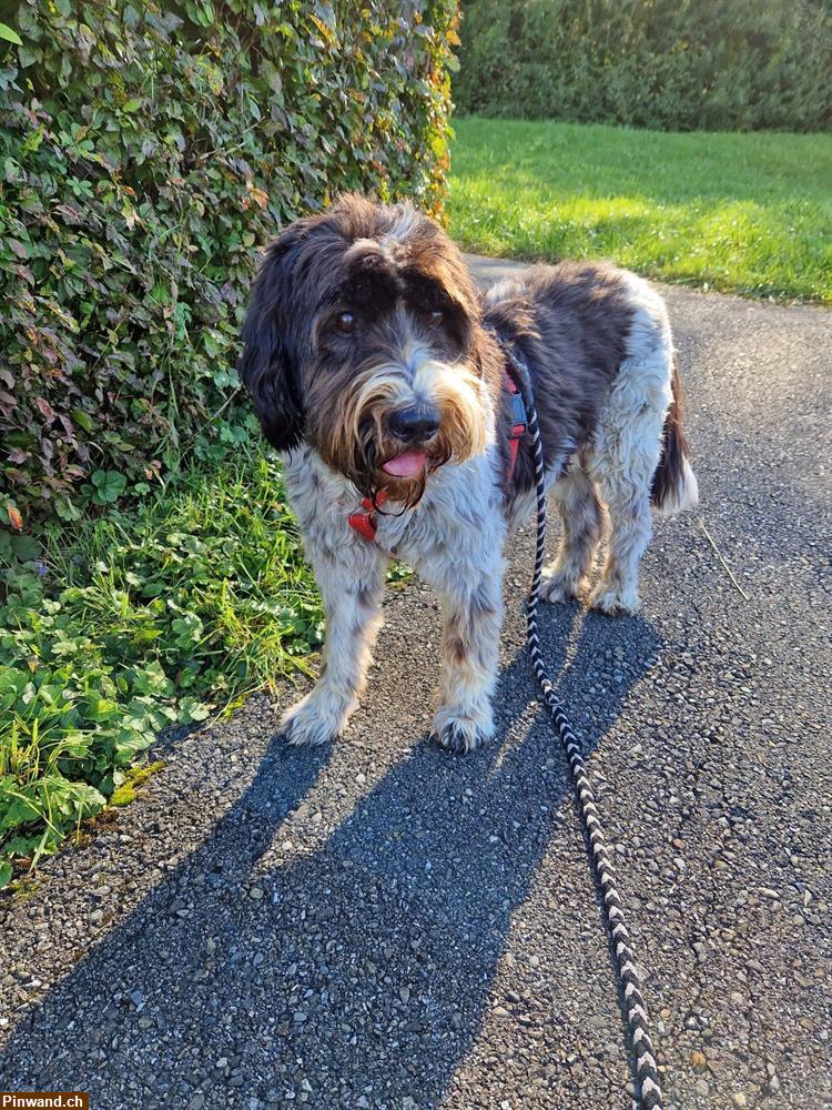 Bild 1: Liebevoller Tagessitter für unser Hütehund gesucht