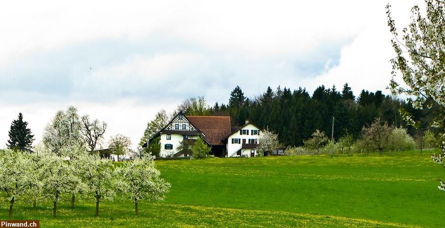 Bild 1: 3.5 Zimmer Wohnung in Mettmenstetten ZH zu vermieten