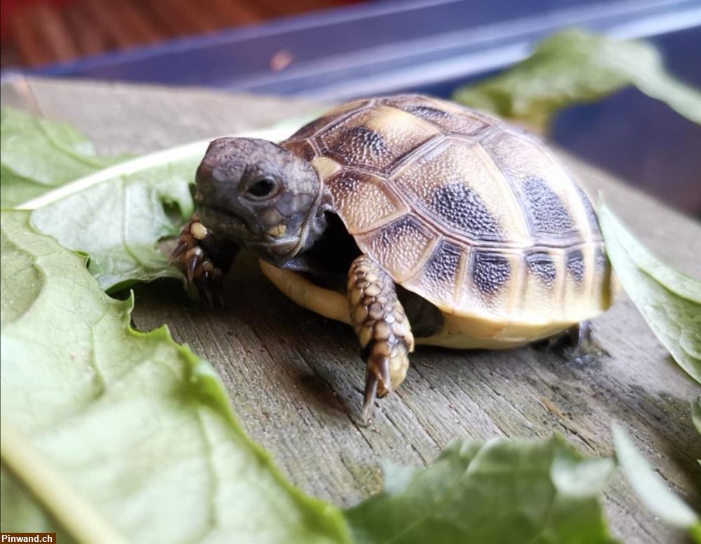 Bild 1: Baby-Schildkröten, griechische Landschildkröten zu verkaufen