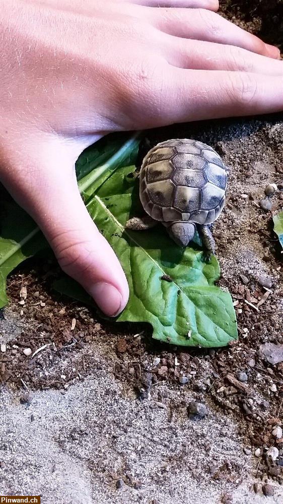 Bild 2: Baby-Schildkröten, griechische Landschildkröten zu verkaufen