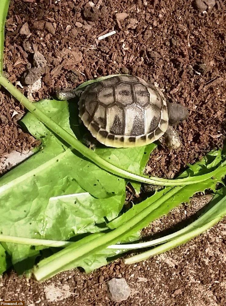 Bild 3: Baby-Schildkröten, griechische Landschildkröten zu verkaufen