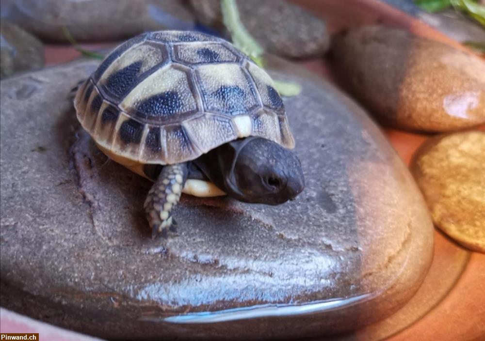 Bild 4: Baby-Schildkröten, griechische Landschildkröten zu verkaufen