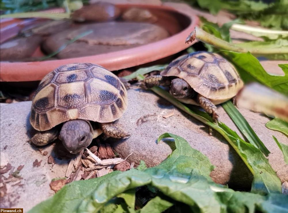 Bild 5: Baby-Schildkröten, griechische Landschildkröten zu verkaufen