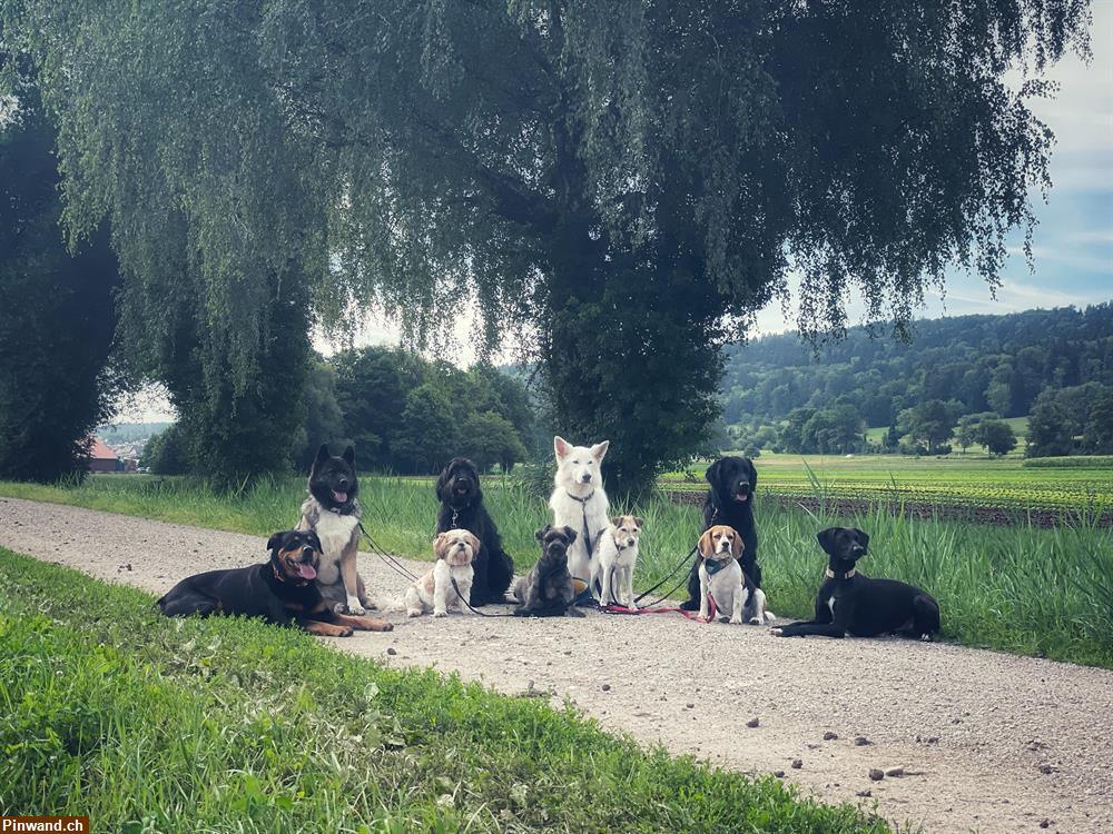 Bild 2: Hundebetreuung Rasselbande-Zürich hat freie Plätze