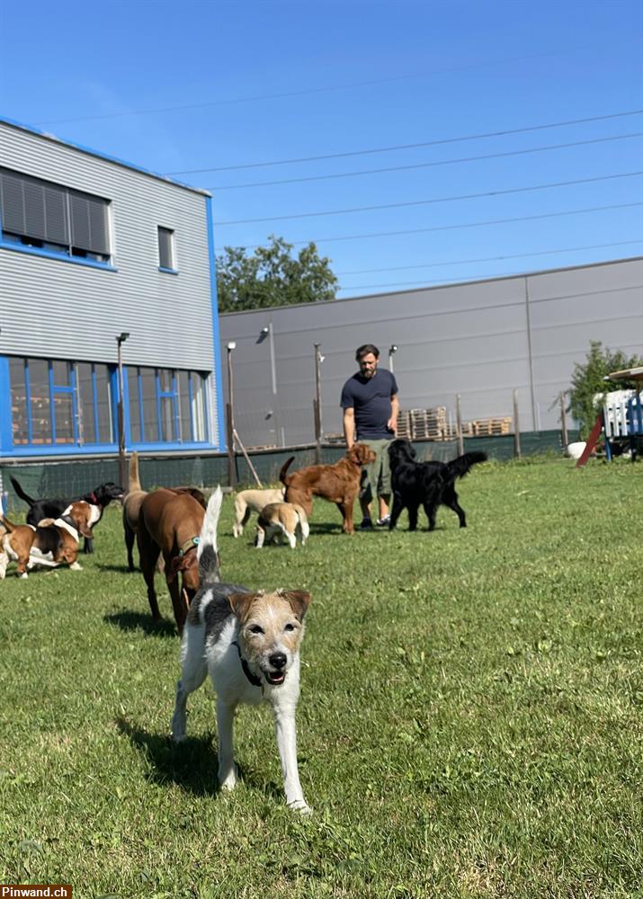 Bild 3: Hundebetreuung Rasselbande-Zürich hat freie Plätze