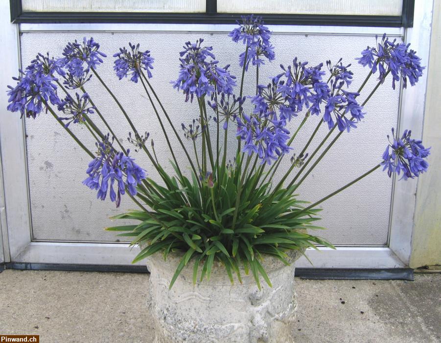 Bild 1: Agapanthus Schmucklilie Lapislazuli 3 Stk. winterhart zu verkaufen