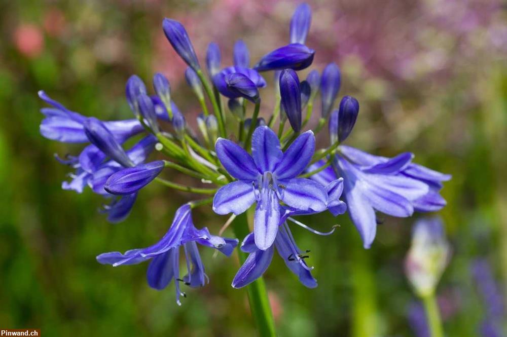 Bild 2: Agapanthus Schmucklilie Lapislazuli 3 Stk. winterhart zu verkaufen