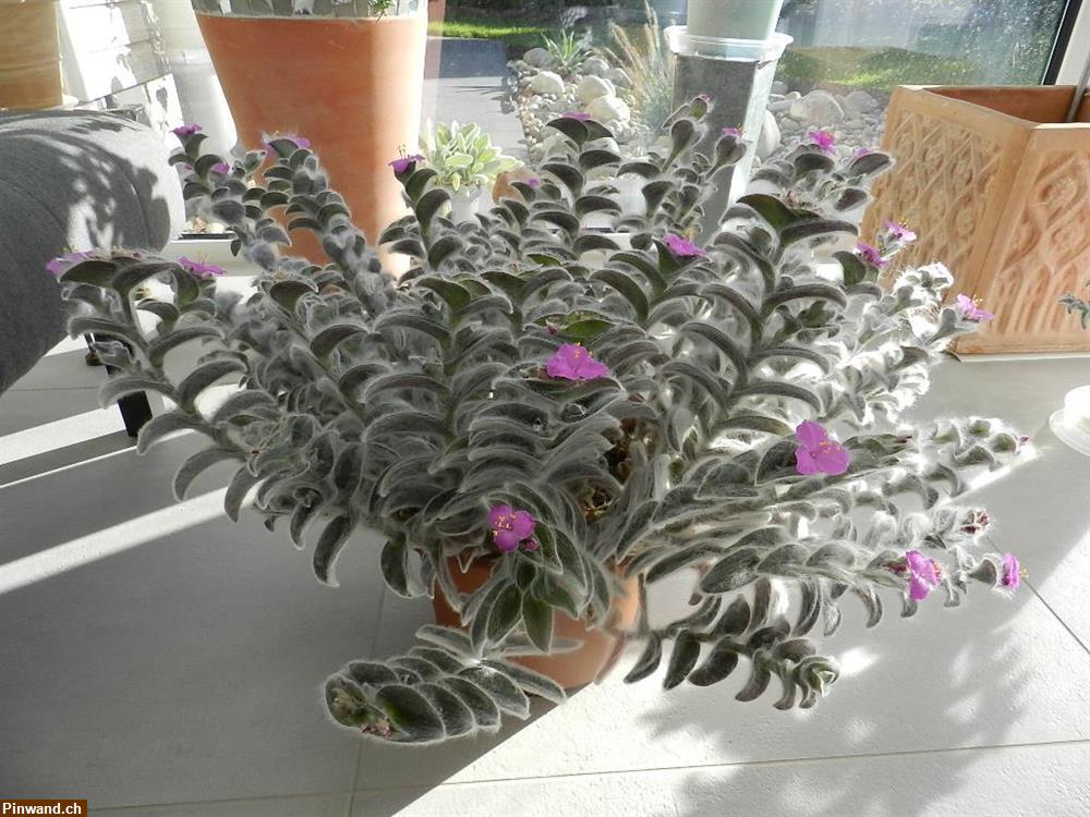 Bild 5: Tradescantia Sillamontana Dreimasterblume Tradeskantie