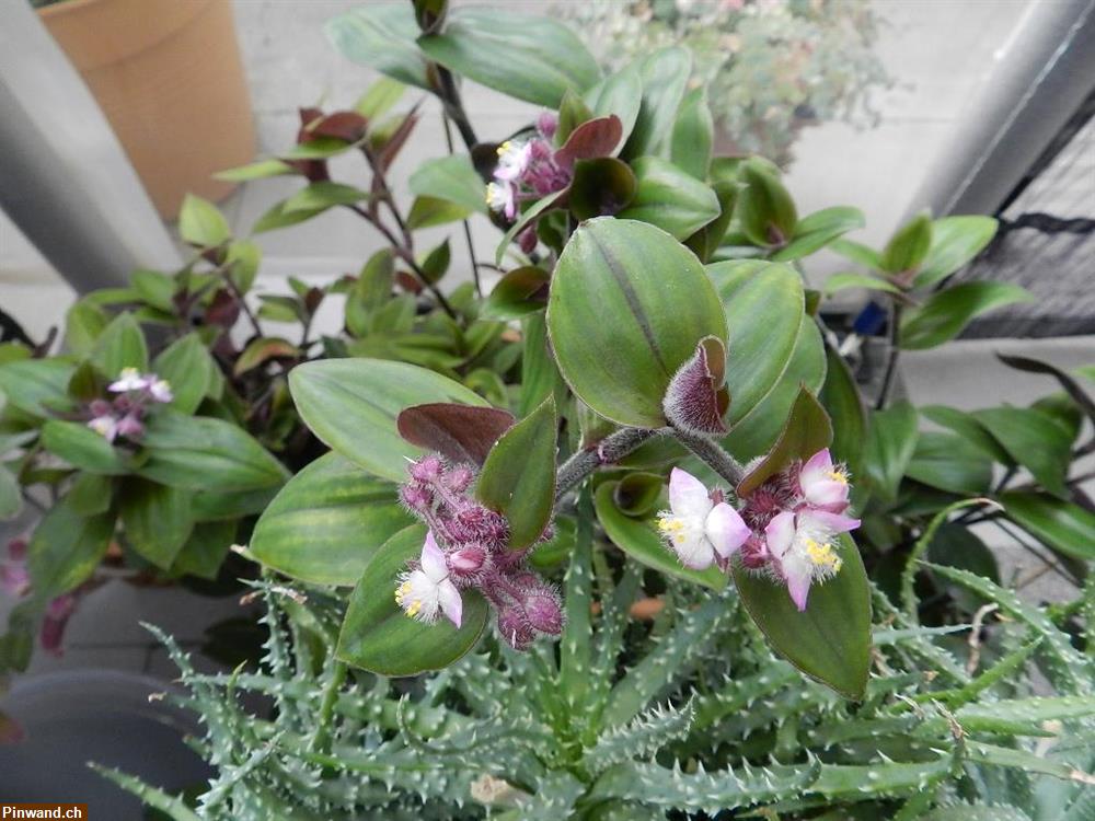 Bild 1: Tradescantia cerintoides Kunth - blossfeldiana Tradeskantie