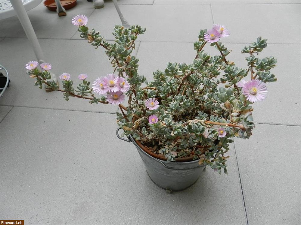 Bild 1: Oscularia deltoides Mittagsblumengewächs zu verkaufen