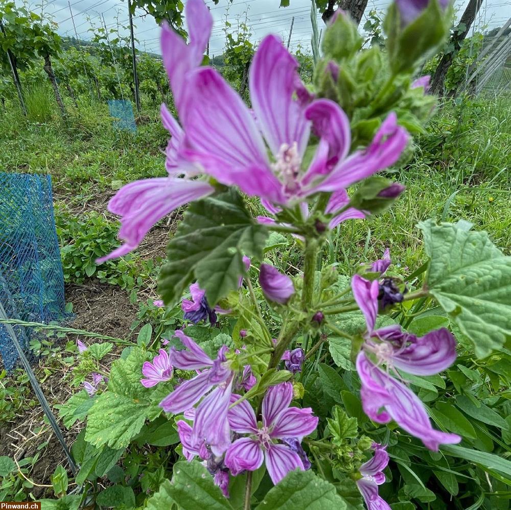 Bild 1: Gartenhilfe gesucht?