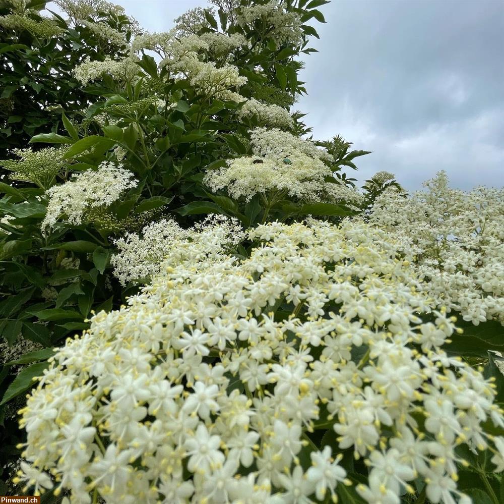 Bild 1: Biete Gartenhilfe Rund ums Haus