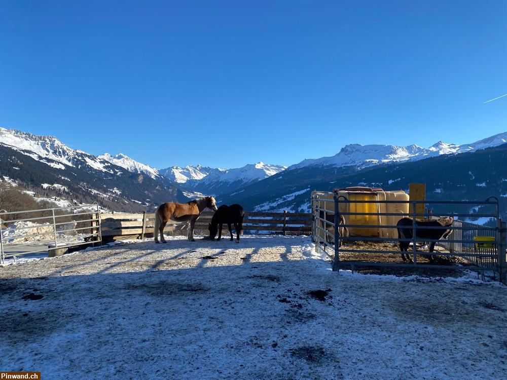 Bild 1: Freie Pferdepensionsplätze im Prättigau in Pany