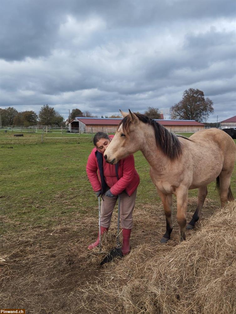 Bild 1: Ranch in Frankreich sucht Hilfe