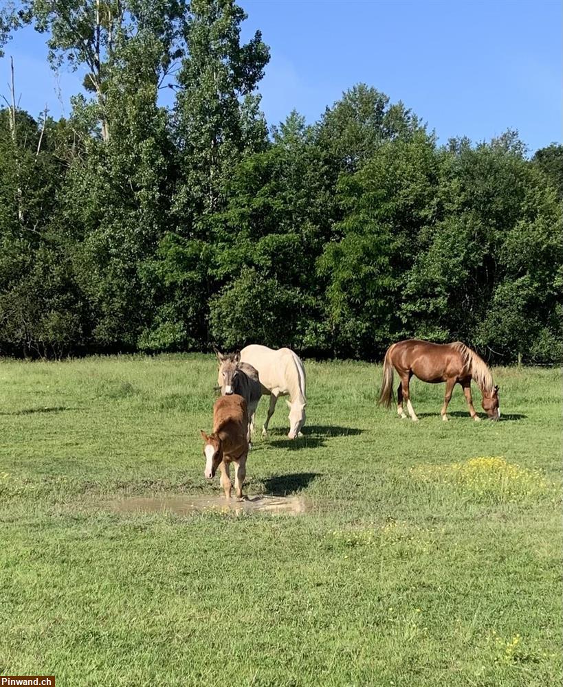 Bild 2: Ranch in Frankreich sucht Hilfe